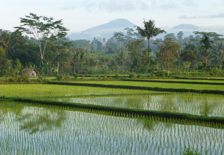 Rijstvelden op Bali